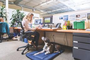 Business woman at desk with service animal