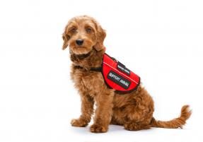 Young Golden-doodle wearing a service dog vest against a white background.