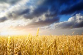 Field of wheat under the blue sky, with bright sun on horizon