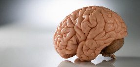 A model of the brain