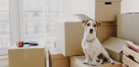 dog sitting on packed moving boxes