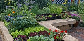 raised garden bed with flowers and vegetables