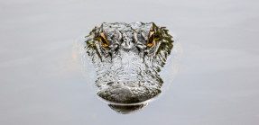 Alligator head peering from water