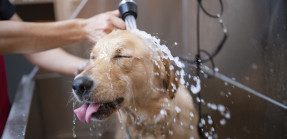 Golden Retriever Dog In A Grooming Station