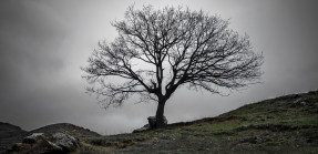 Tree on hillside with no leaves