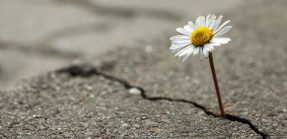 flower growing out of crack in asphalt