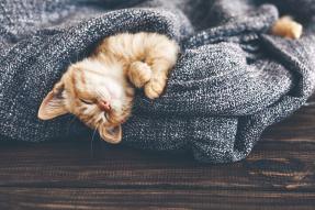 Sleeping kitten in a blanket