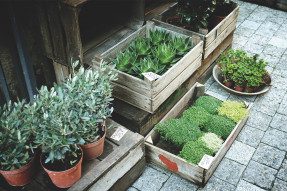 Potted plants in wooden boxes