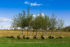 Row of trees with burlap-bound roots ready to be planted