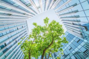 Green Building With Tree Inside