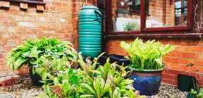Teal Rain Barrel Against Brick Home With Plants