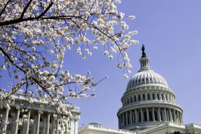 U.S. Capitol building in Washington, DC with cherry blossoms in foreground