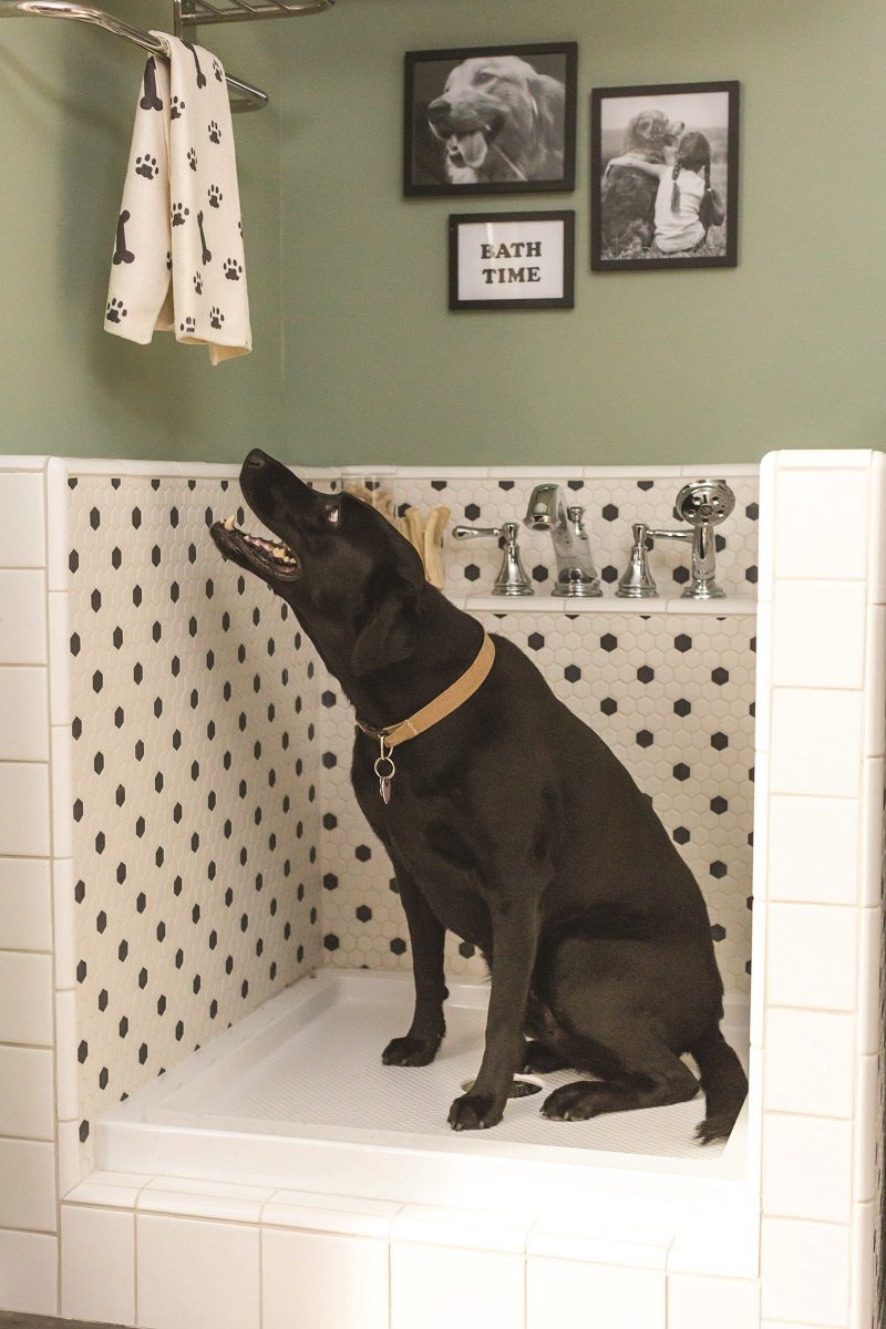 dog bathing station