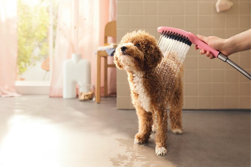 using showerhead to bathe dog