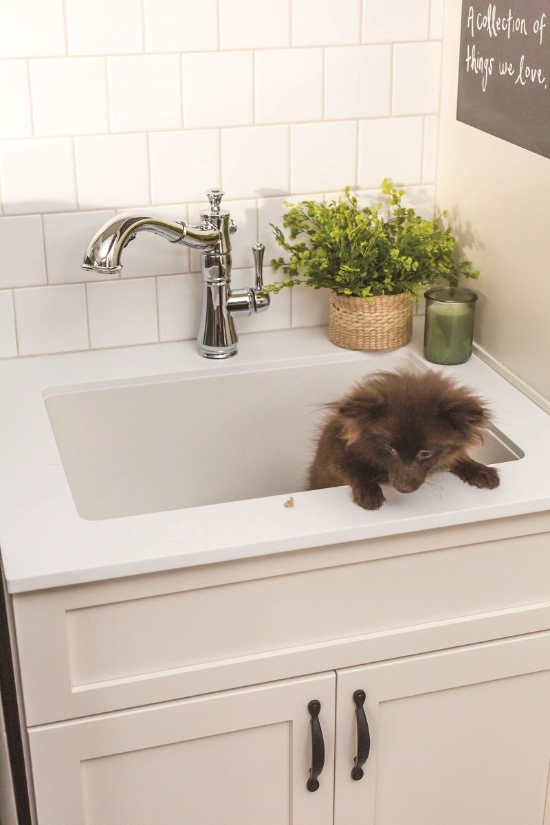 Sink with small dog in it