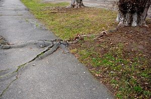 Cracked driveway