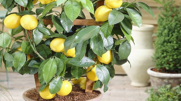 lemon tree in pot