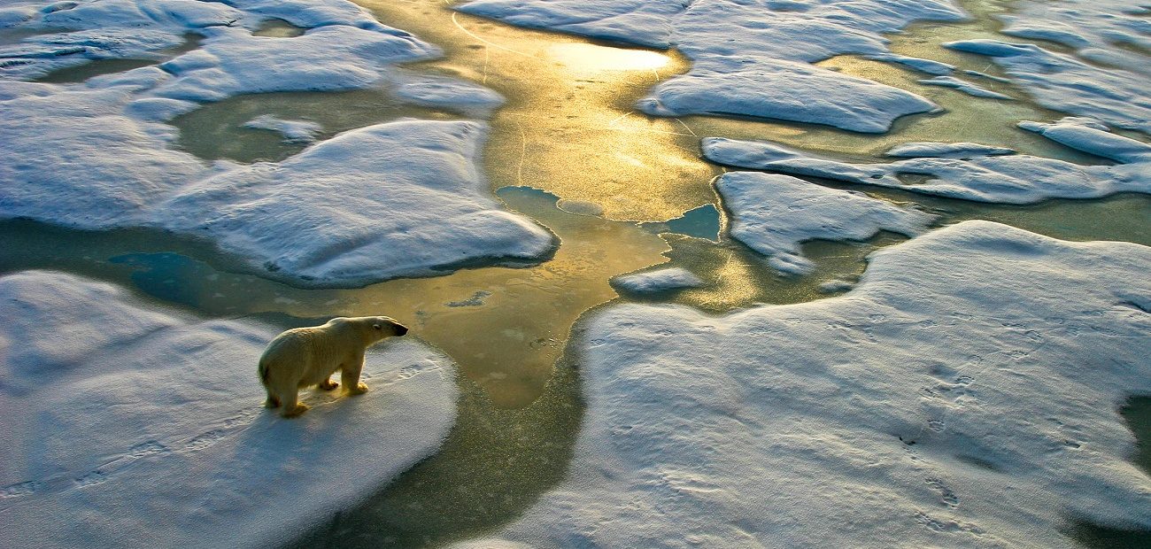 Polar bear on ice melting cap