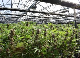 Large marijuana greenhouse