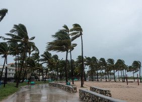 Palm trees on a boardwalk in a hurricane