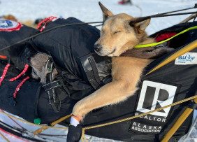 A dog lounging in a sled during the Alaska REALTORS® State Convention in Seward, AK.