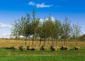 Row of trees with burlap-bound roots ready to be planted