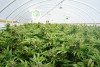 Marijuana greenhouse with budding plants
