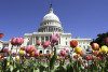 U.S. Capitol building with tulips