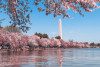 Cherry blossoms around the tidal basin and the Washington Monument in Washington, DC